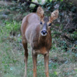 Sortie "Sur les traces des animaux"