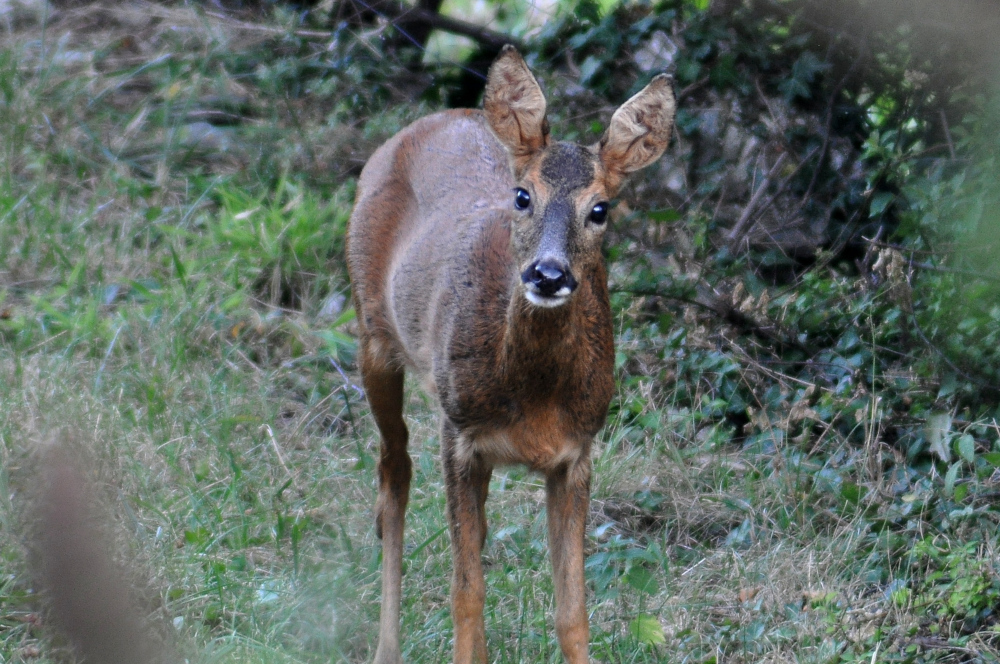 Sortie "Sur les traces des animaux"