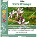 Sortie Botanique Vialas